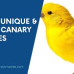 Canary Names