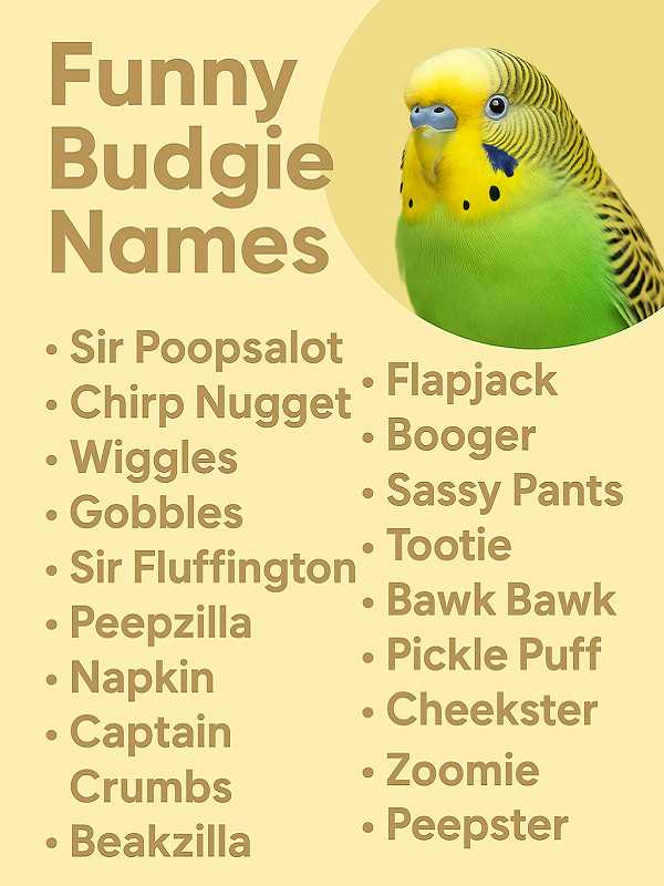Funny Budgie Names