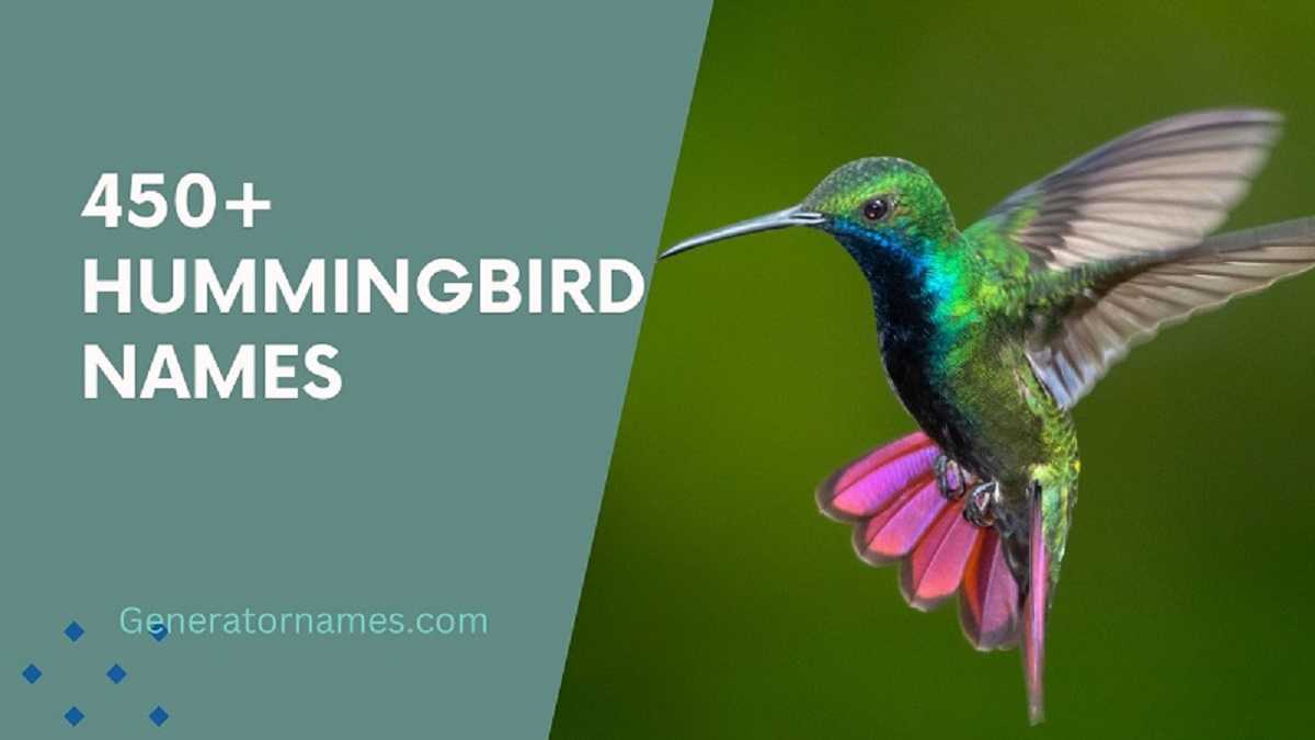 Hummingbird Names
