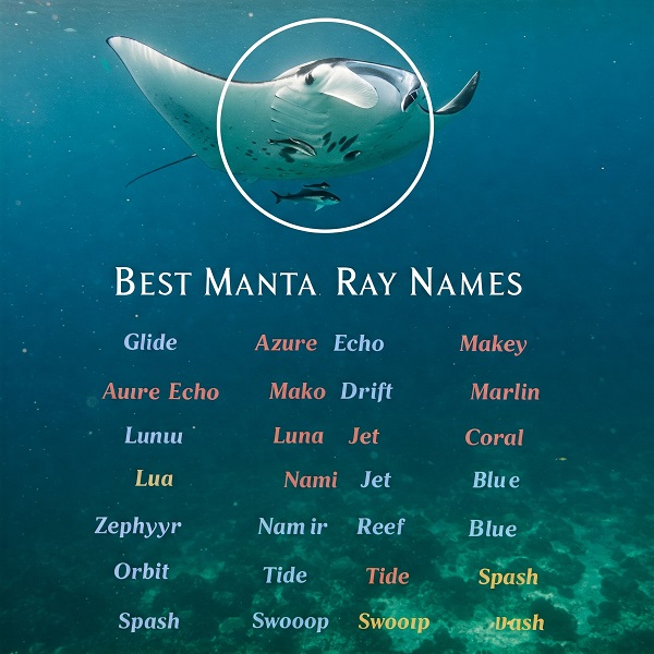 Best Manta Ray Names