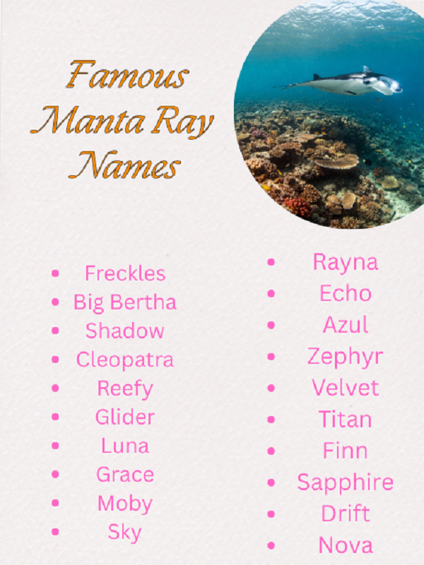 Famous Manta Ray Names